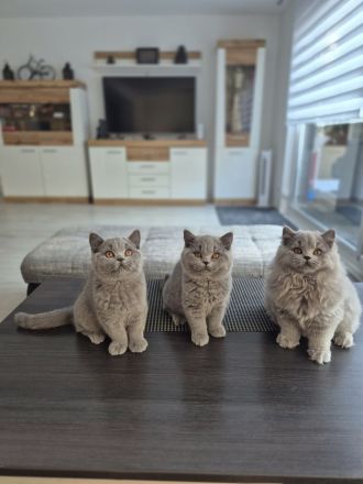Unsere hübschen Mäuse suchen ihre Dosenöffner :)))