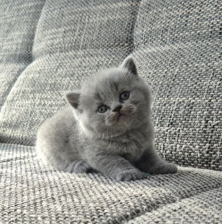 Unsere hübschen Mäuse suchen schon jetzt ihre Dosenöffner :)))