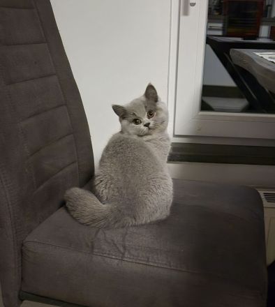 Unsere Wunderschönen BKH Mädchen suchen ihr Traum Zuhause :)