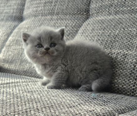 Unsere hübschen Mäuse suchen schon jetzt ihre Dosenöffner :)))