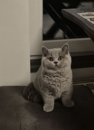 Unsere Wunderschönen BKH Mädchen suchen ihr Traum Zuhause :)