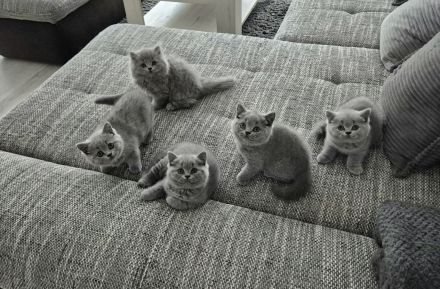 Unsere hübschen Mäuse suchen schon jetzt ihre Dosenöffner :)))