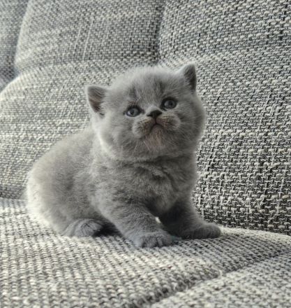 Unsere hübschen Mäuse suchen schon jetzt ihre Dosenöffner :)))