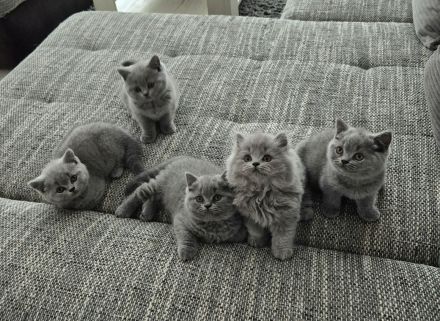 Unsere hübschen Mäuse suchen schon jetzt ihre Dosenöffner :)))