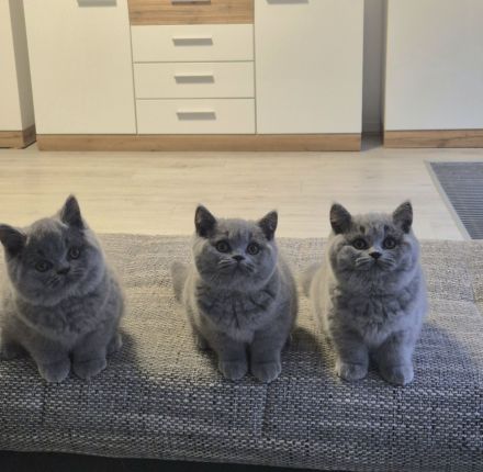 Unsere Wunderschönen BKH Mädchen suchen ihr Traum Zuhause :)