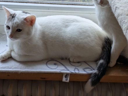 Zwei Katerchen suchen ein Zuhause