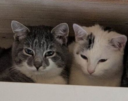 Zwei Katerchen suchen ein Zuhause