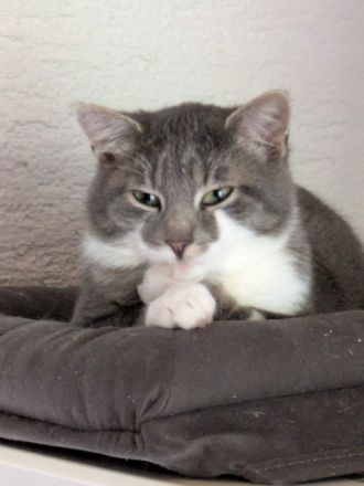 Zwei Katerchen suchen ein Zuhause