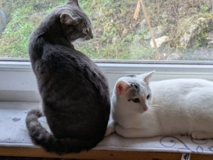 Zwei Katerchen suchen ein Zuhause