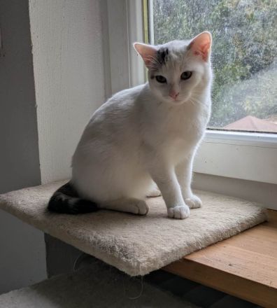 Zwei Katerchen suchen ein Zuhause