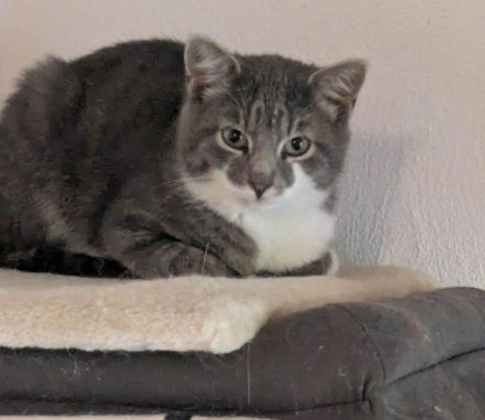 Zwei Katerchen suchen ein Zuhause