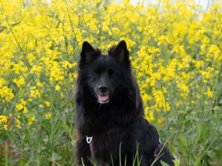 Großspitzwelpen, Welpen, Großspitz in Rheinland Pfalz