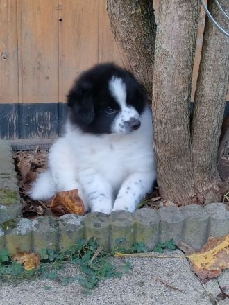 Großspitzwelpen, Welpen, Großspitz in Rheinland Pfalz