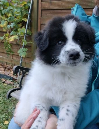 Großspitzwelpen, Welpen, Großspitz in Rheinland Pfalz