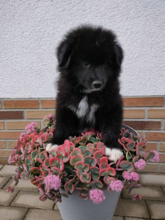 Großspitzwelpen, Welpen, Großspitz in Rheinland Pfalz