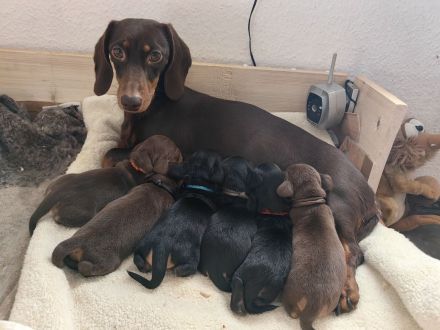 Zwergdackel Welpen