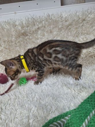 Bengal kitten mit Stammbaum