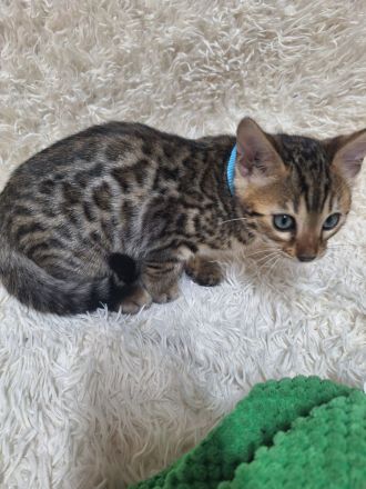 Bengal kitten mit Stammbaum