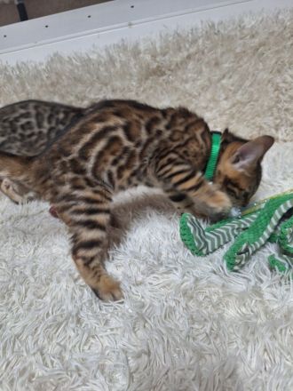 Bengal kitten mit Stammbaum