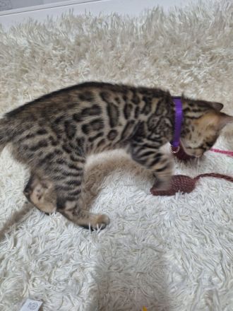 Bengal kitten mit Stammbaum