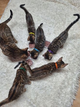 Bengal kitten mit Stammbaum