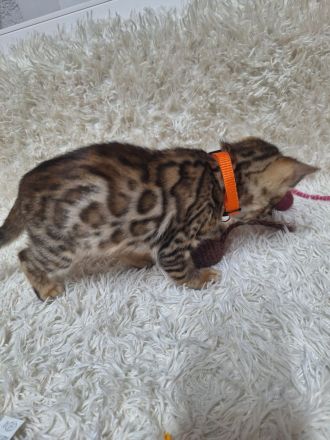 Bengal kitten mit Stammbaum