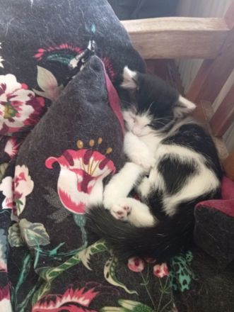 Baby Kater Neuhausen-Nymohenburg