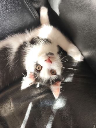 Baby Kater Neuhausen-Nymohenburg