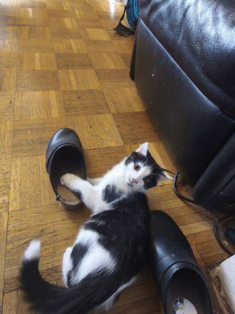 Baby Kater Neuhausen-Nymohenburg