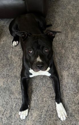 Deckrüde – American Staffordshire Terrier „Malo“