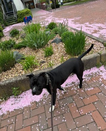 Deckrüde – American Staffordshire Terrier „Malo“