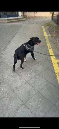 Deckrüde – American Staffordshire Terrier „Malo“