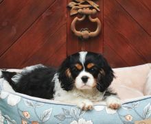 Cavalier king charles spániel mit Stammbaum