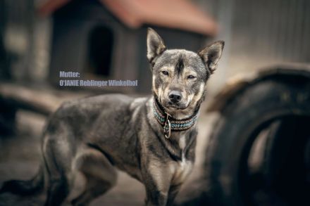 (FCI/VDH) SIBERIAN HUSKY Welpen aus kontrollierter Leistungszucht