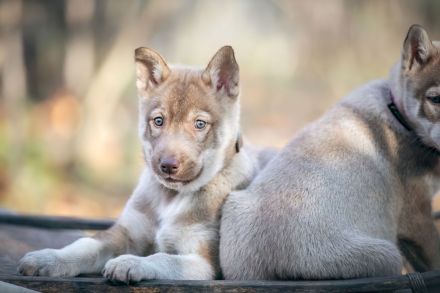 (FCI/VDH) SIBERIAN HUSKY Welpen aus kontrollierter Leistungszucht