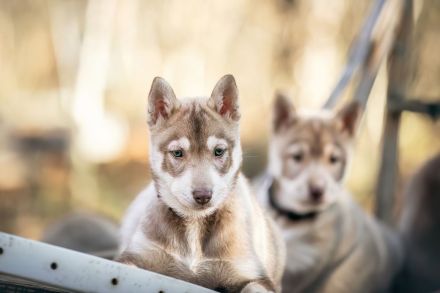 (FCI/VDH) SIBERIAN HUSKY Welpen aus kontrollierter Leistungszucht