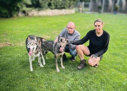 (FCI/VDH) SIBERIAN HUSKY Welpen aus kontrollierter Leistungszucht