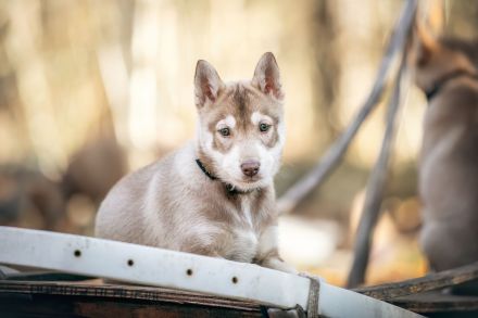 (FCI/VDH) SIBERIAN HUSKY Welpen aus kontrollierter Leistungszucht