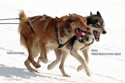 (FCI/VDH) SIBERIAN HUSKY Welpen aus kontrollierter Leistungszucht