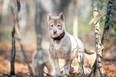 (FCI/VDH) SIBERIAN HUSKY Welpen aus kontrollierter Leistungszucht