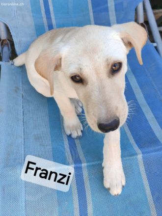 Franzi sucht ihr Für-immer-Zuhause