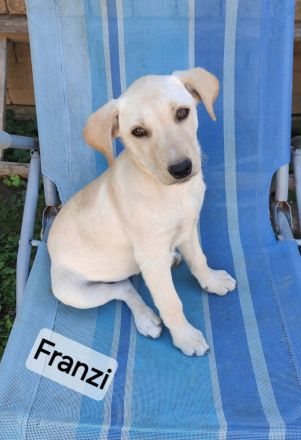 Franzi sucht ihr Für-immer-Zuhause