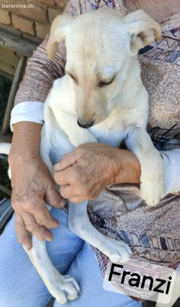 Franzi sucht ihr Für-immer-Zuhause