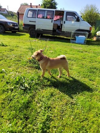 Luna sucht ihr Für-immer-Zuhause