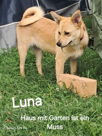 Luna sucht ihr Für-immer-Zuhause
