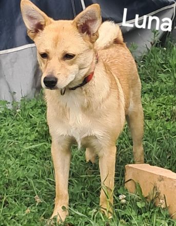 Luna sucht ihr Für-immer-Zuhause