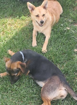 Luna sucht ihr Für-immer-Zuhause