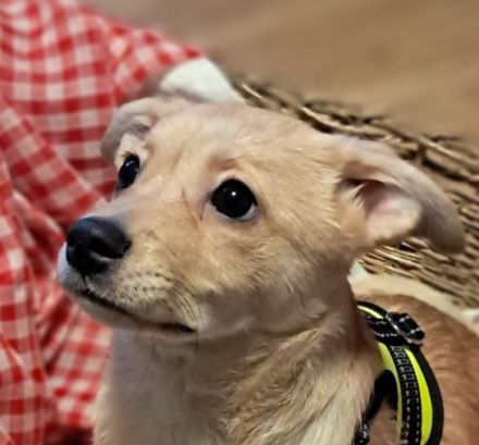 Luna sucht ihr Für-immer-Zuhause