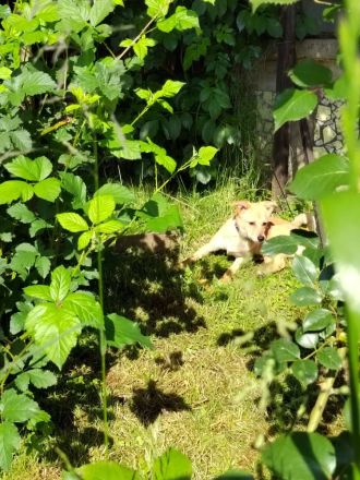 Luna sucht ihr Für-immer-Zuhause