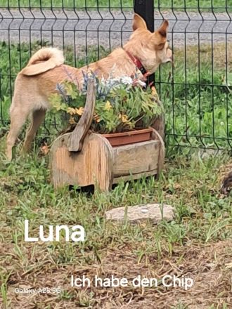 Luna sucht ihr Für-immer-Zuhause
